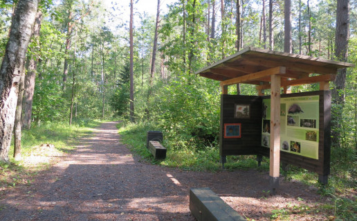 37. Miško takas (1).jpg